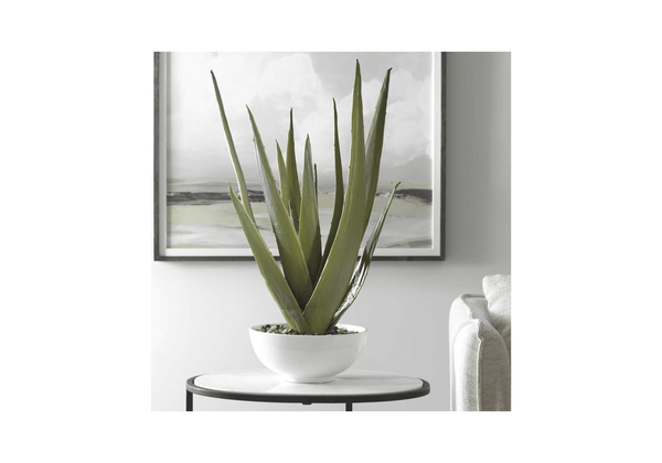 Planta Aloe Vera con Piedras Naturales en Macetero Blanco